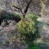 Zdjęcie z Australii - Owocujaca jemiola morduje biedna rzewnie