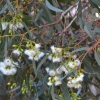 Zdjęcie z Australii - Zakwitl jakis eukaliptus