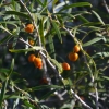 Zdjęcie z Australii - Jakies owoce