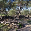 Zdjęcie z Australii - Ruiny starej, XIX-wiecznej farmy