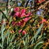 Zdjęcie z Australii - Eukaliptusowe kwiecie