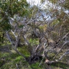 Zdjęcie z Australii - Karlowate, wychlostane przez sztormy eukaliptusy