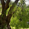 Zdjęcie z Australii - Jakies wielkie stare drzewo