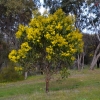 Zdjęcie z Australii - Kwitnie australijska akacja. Zapach czuc z bardzo daleka