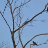 Zdjęcie z Australii - Rozelle białolice maja jakis zlot :)