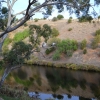 Zdjęcie z Australii - Na eukaliptusie pelikany czyszcza piora