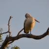 Zdjęcie z Australii - Jeszcze jeden pelikan