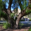 Zdjęcie z Australii - Stary schinus peruwiański - peruwiańskie drzewo pieprzowe