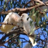 Zdjęcie z Australii - Nie ma roju papug co nie znaczy, ze nie ma ich wogole:)