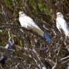Zdjęcie z Australii - A na sasiednim drzewie inne ptaszki :)