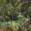 Zdjęcie z Australii - W dole rzeka i bujna zielen