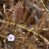 Zdjęcie z Australii - Jakas drobna flora