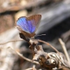 Zdjęcie z Australii - Jakis modraszkowaty motylek