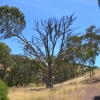 Zdjęcie z Australii - Na tym eukaliptusie cos pieknie spiewa