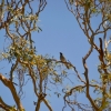 Zdjęcie z Australii - Jest i spiewak - kruczyna czarnolica