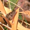 Zdjęcie z Australii - Motylek marbled xenica - nie znalazlem polskiej nazwy
