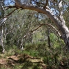 Zdjęcie z Australii - Nadrzeczne eukaliptusy