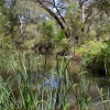 Zdjęcie z Australii - Nad rzeka Onkaparinga