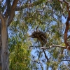 Zdjęcie z Australii - Czyjes gniazdo