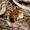 Zdjęcie z Australii - Motylek