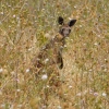 Zdjęcie z Australii - W suchej trawie nie tylko kwiatki i motylki :)
