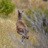 Zdjęcie z Australii - Ten kangurek tez nie lubi sie fotografowac :)