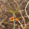 Zdjęcie z Australii - Jeszcze jeden monarcha ustrzelony w locie :)