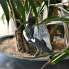Zdjęcie z Australii - Mlody dzierzbowron spiacy w doniczce tuz przy drzwiach naszej kuchni