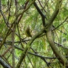 Zdjęcie z Polski - mnóstwo  tu w drzewach maleńkich ptaszków....,