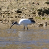 Zdjęcie z Australii - Na drugim brzegu brodzi ibis