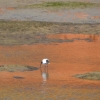 Zdjęcie z Australii - Wracamy...ibisy i szczudlak brodza w rzece