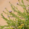 Zdjęcie z Australii - Drobniutkie wydmowe kwiatki