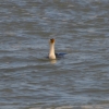 Zdjęcie z Australii - Niedaleko brzegu poluje kormoran białolicy
