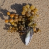 Zdjęcie z Australii - Morska roslina zakotwiczona na małży wyciagnela ja na plaze
