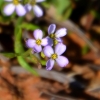 Zdjęcie z Australii - Na klifach zakwitly delikatne kwiatki