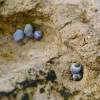 Zdjęcie z Australii - ...i zywe, niebieskawe slimaki
