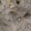 Zdjęcie z Australii - Skamieliny zatopione w skale