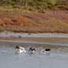 Zdjęcie z Australii - Na rzece pelikany urzadzily sobie grupowe polowanie :)
