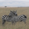 Zdjęcie z Kenii - Zebry