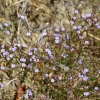 Zdjęcie z Australii - Drobniutkie, ladnie pachnace kwiatki