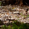 Zdjęcie z Australii - W krzakach buszuja australijskie przepiórki rudogardłe