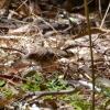 Zdjęcie z Australii - Jeszcze jedna przepiórka rudogardła