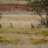 Zdjęcie z Australii - W suchych trawach posila sie stadko kangurow