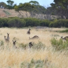 Zdjęcie z Australii - Tu calkiem spore stado kangurow