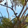 Zdjęcie z Australii - Na eukaliptusie spiewa chórem rodzina dzierzbowronow