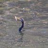 Zdjęcie z Australii - Wężówki plywaja cale zanurzone - tylko szyja wystaje z wody