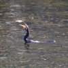 Zdjęcie z Australii - Wężówka zrecznie podrzucila i szybko polknela rybe