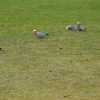Zdjęcie z Australii - Na rozleglej łące pasą sie kakadu rozowe 