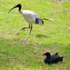 Zdjęcie z Australii - Nie przejmuje sie ani mna ani przechodzacym ibisem :)