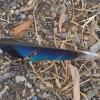 Zdjęcie z Australii - Ktos zgubil ladne piorko